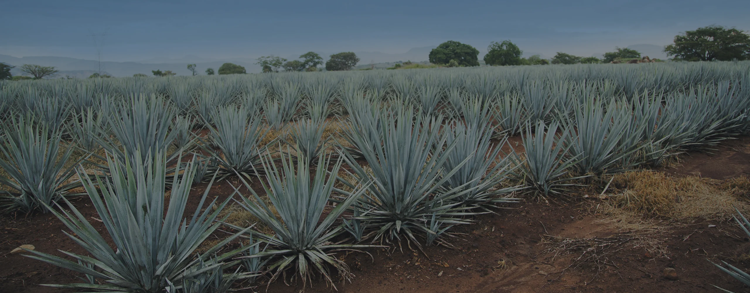 Impulsamos el consumo responsable del Tequila a nivel mundial.